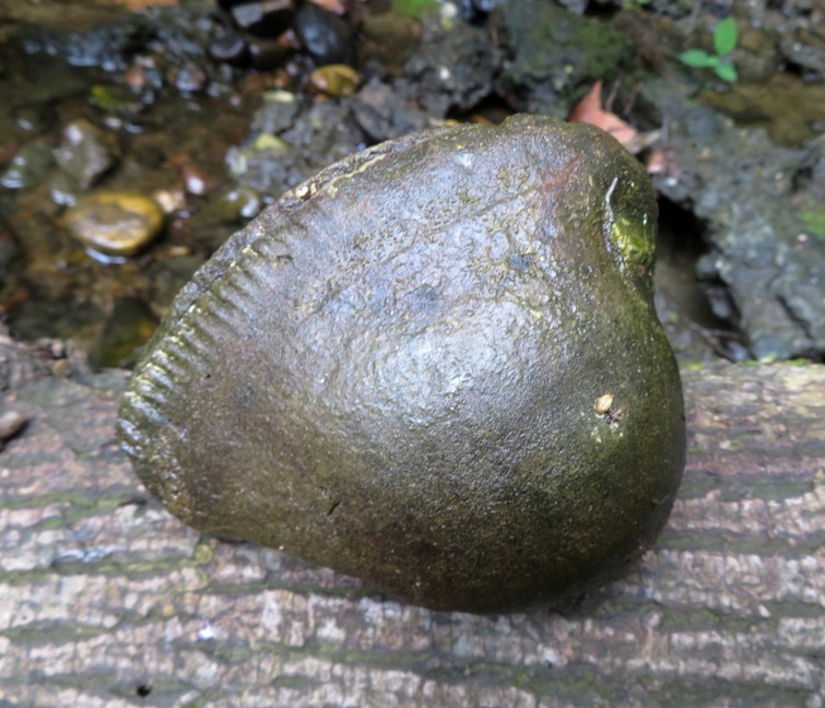 Turtle head with crimp around the edge