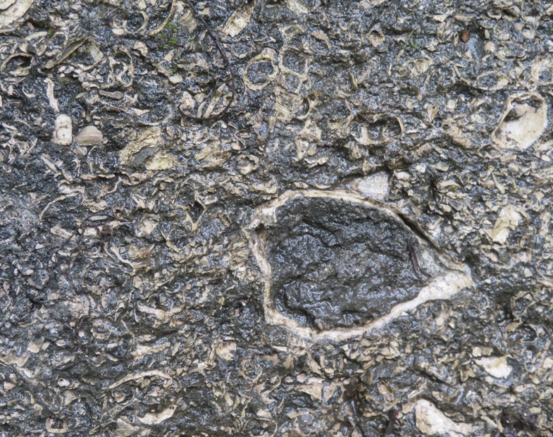 Embedded shells in side of creek