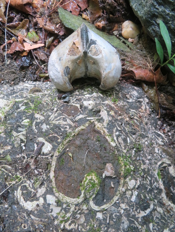 Recognizable heart shape of turtle head in embedded shell with turtle head placed nearby for comparison