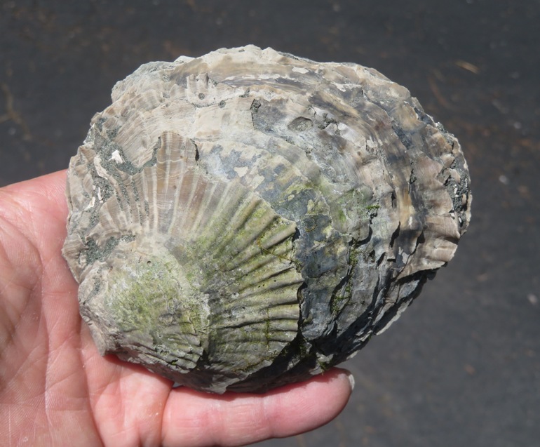 Oyster fossil