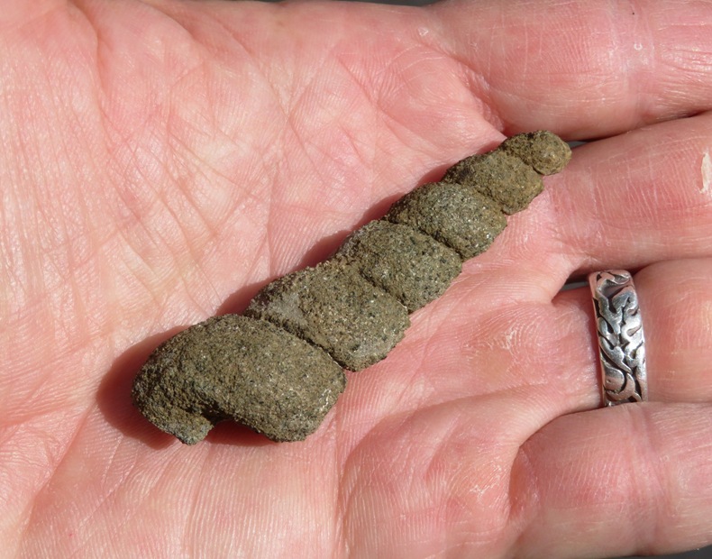 3.5 inch long turritella fossil