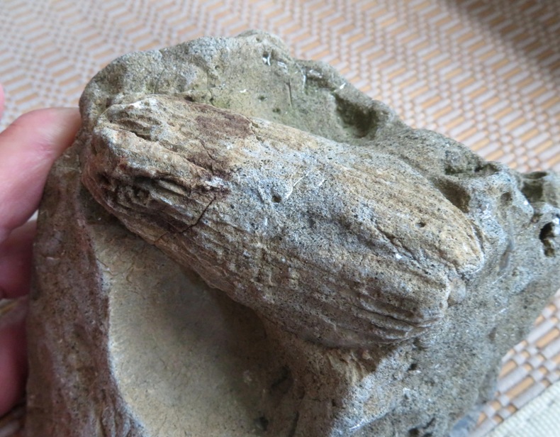 Narrow fossil with length-wise striations