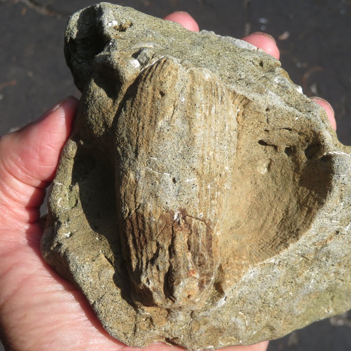 Same fossil in bright light