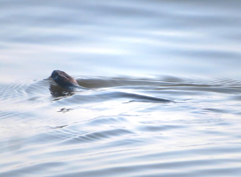 Snake swimming with its head above the water