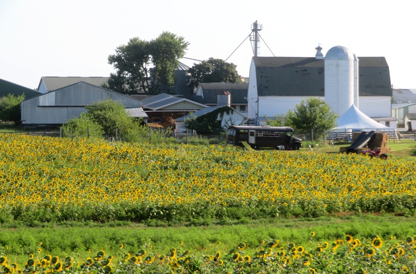 Sunflowers at farm