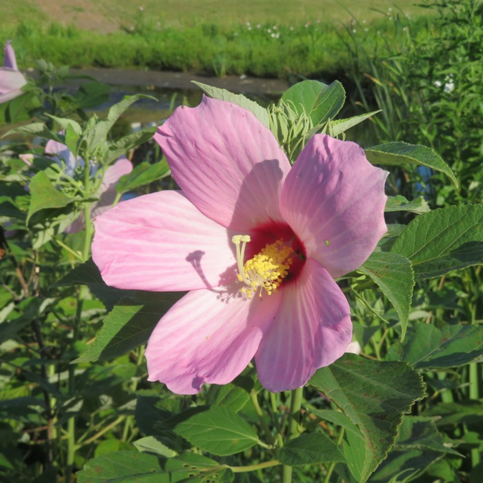 Pink hibiscus flower