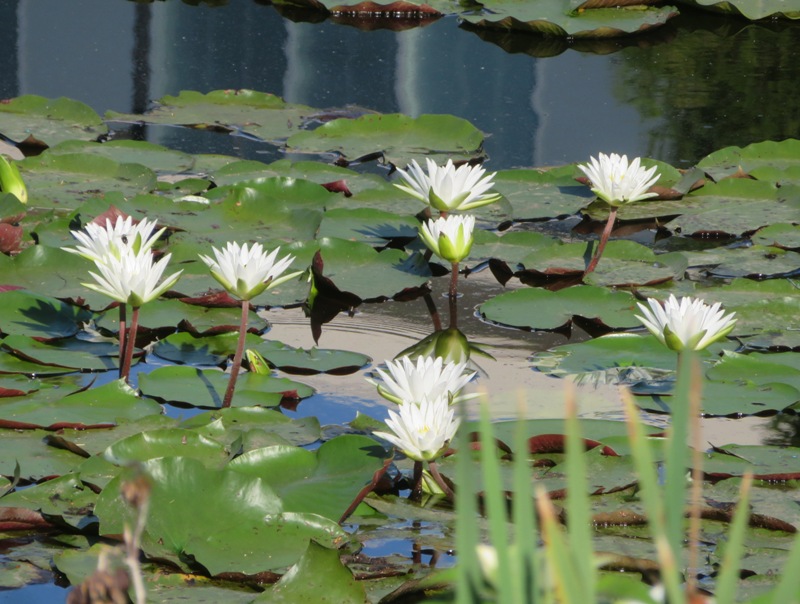 White water lilies in pond