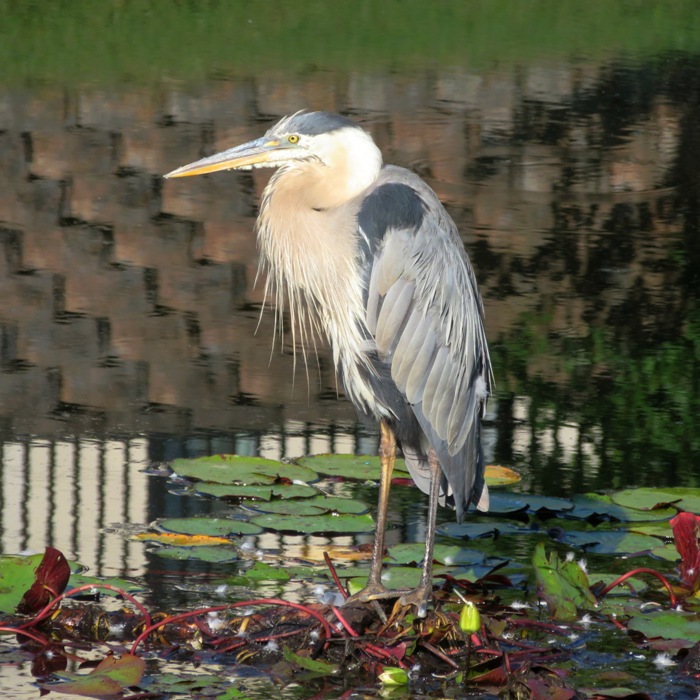 Great blue heron standing in pond