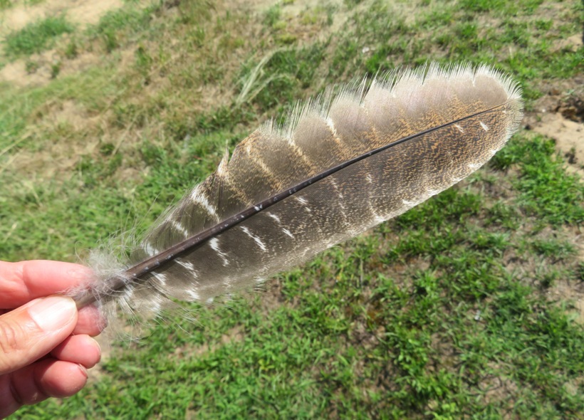 Large feather