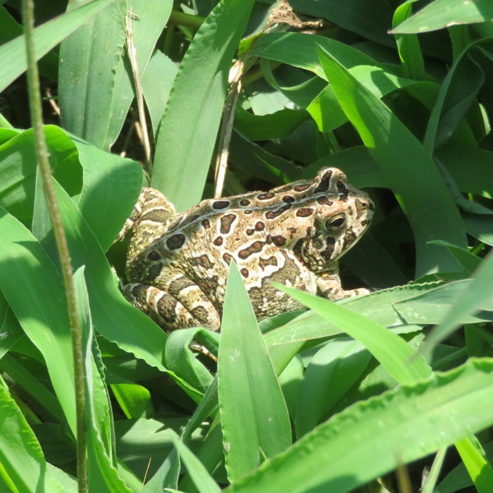 Fowler's toad