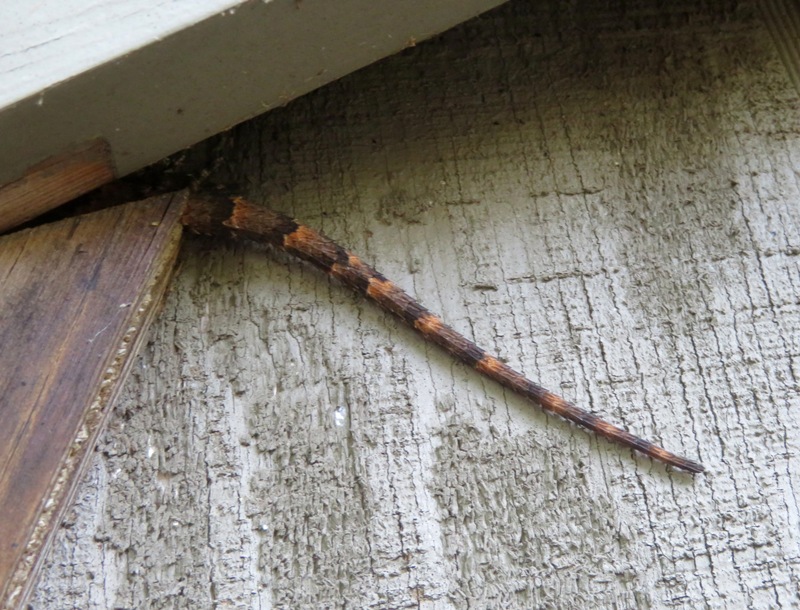 Tail of an eastern fence lizard