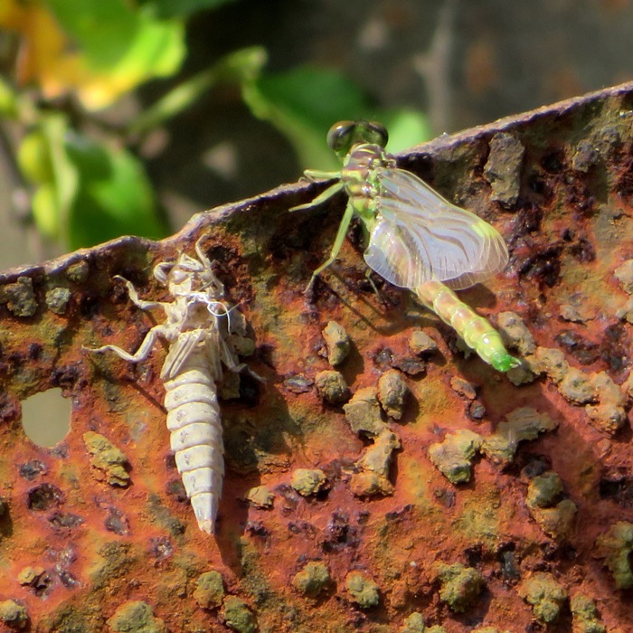 Exuvia and green dragonfly next to it