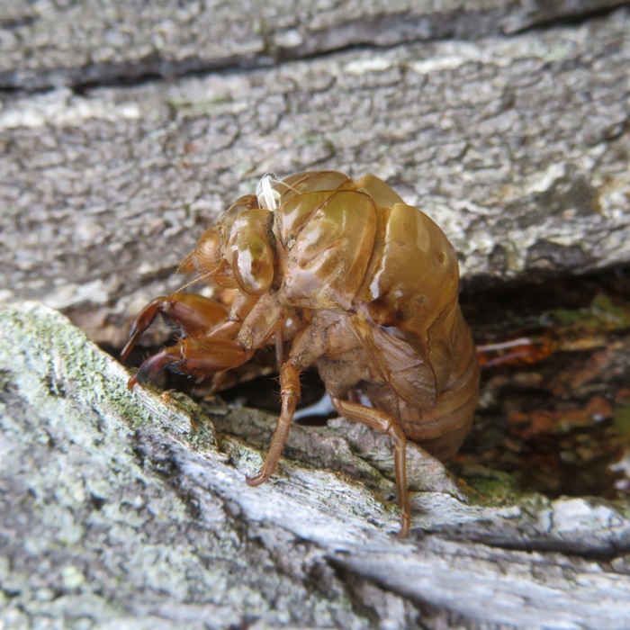 Cicada exuvia on tree