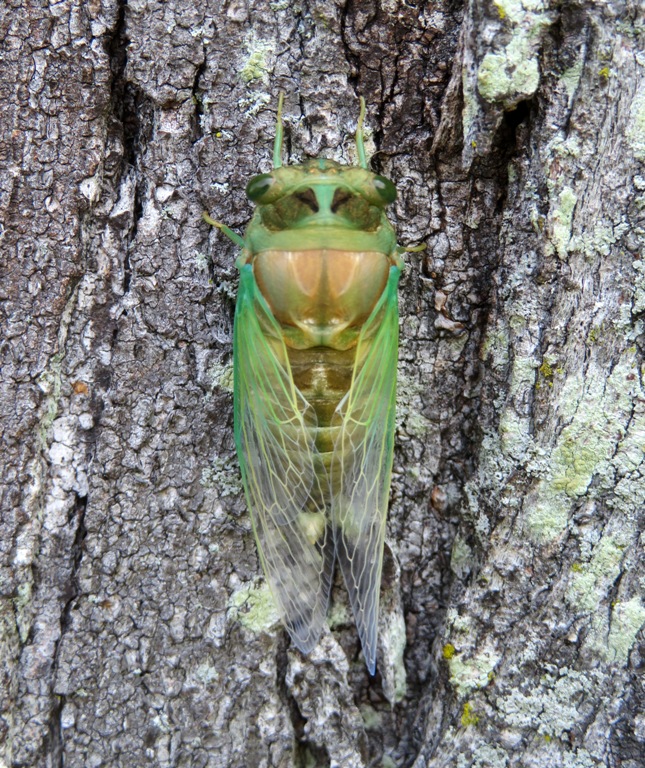 Dog day cicada on tree