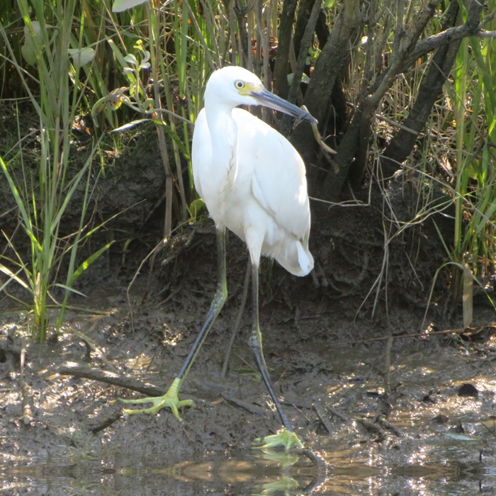 Little blue heron with food in its mouth