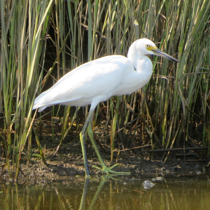 Side view of little blue heron