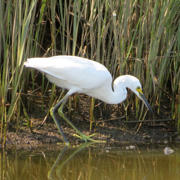 Little blue heron ready to strike at something in the water