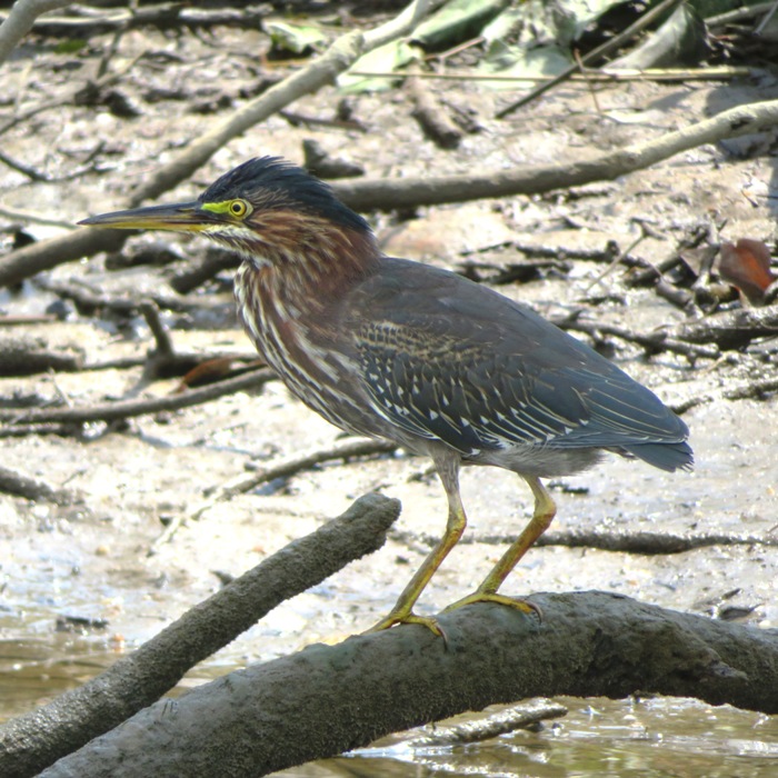 Green heron, side view