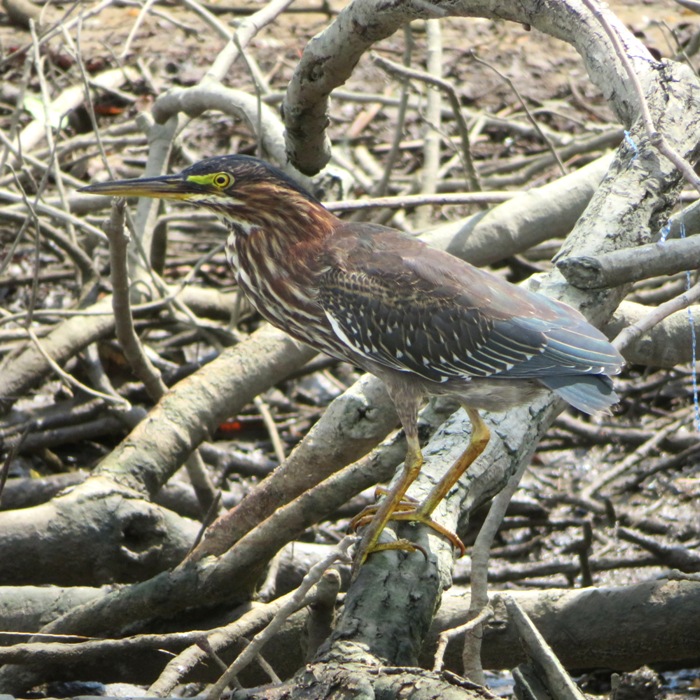 Another green heron, side view