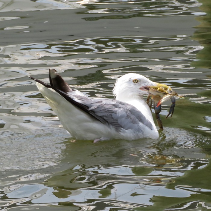 Seagull in the water with a crab in its mouth