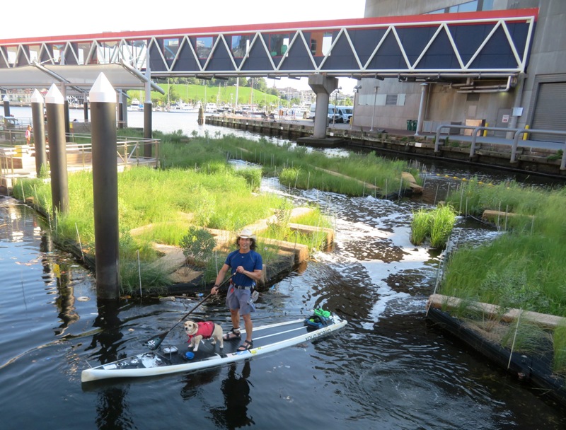 Daphne and I in front of floating wetlands