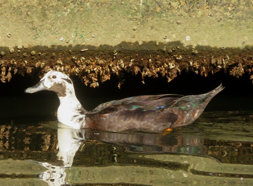 Black bodied duck with white face swimming