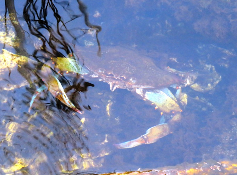 Maryland blue crab below the water