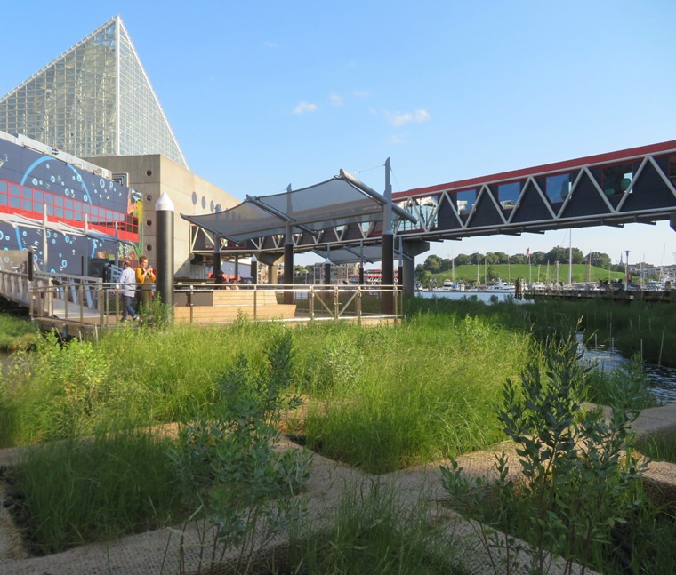 Very green section of the floating wetlands