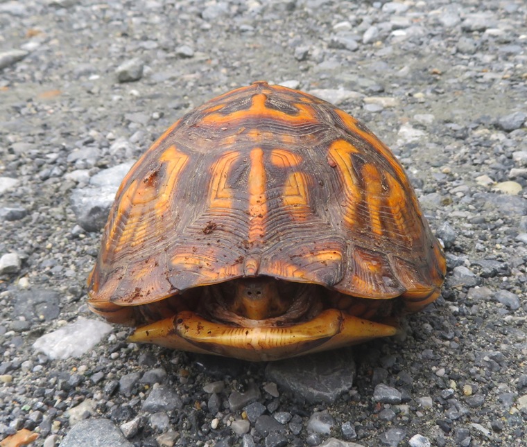 Box turtle retracted in shell