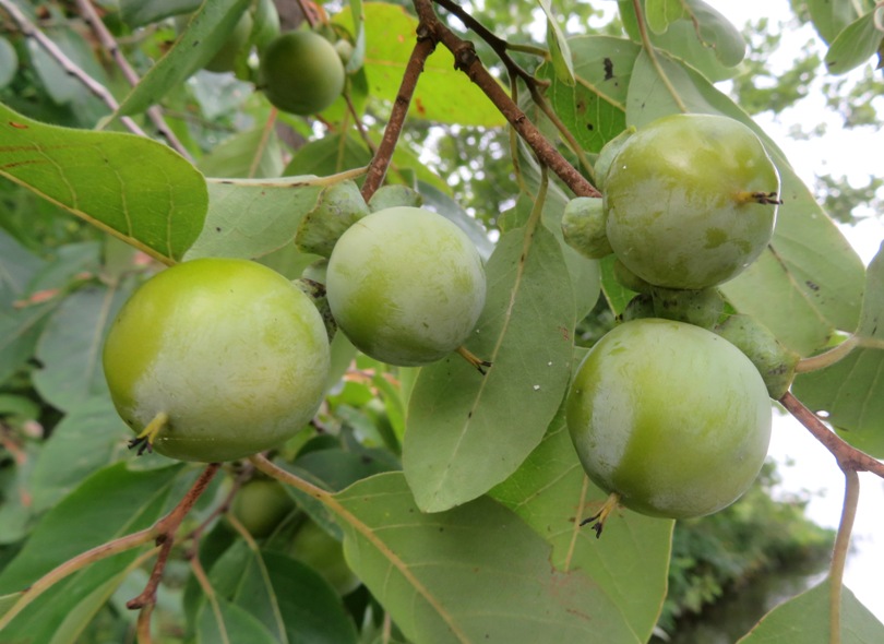 Wild persimmons on tree