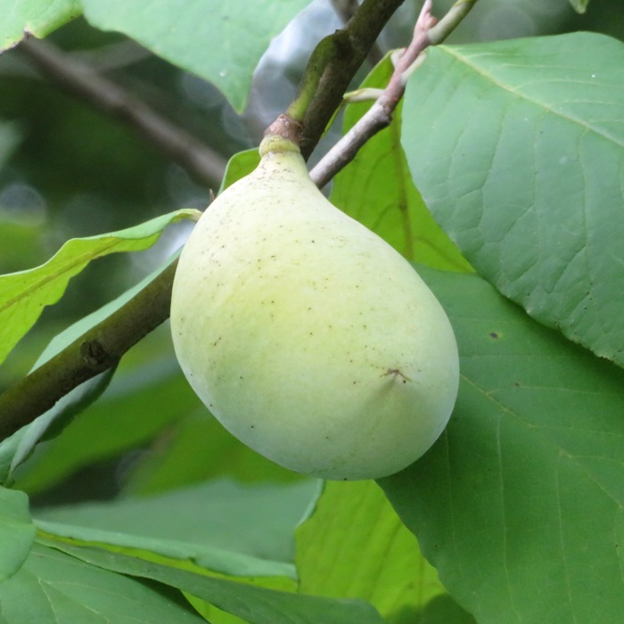 Paw paw fruit in tree