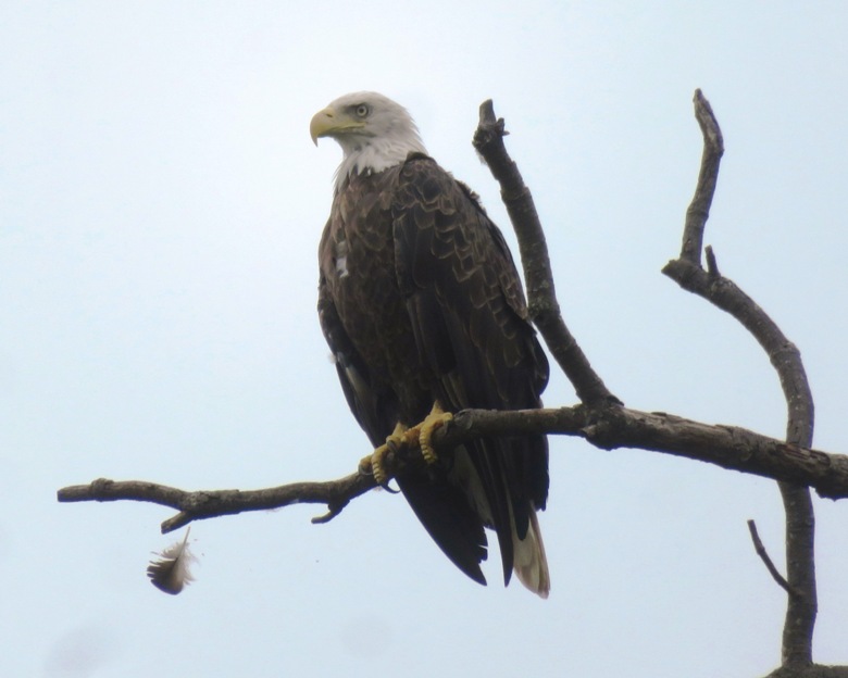 Bald eagle in tree