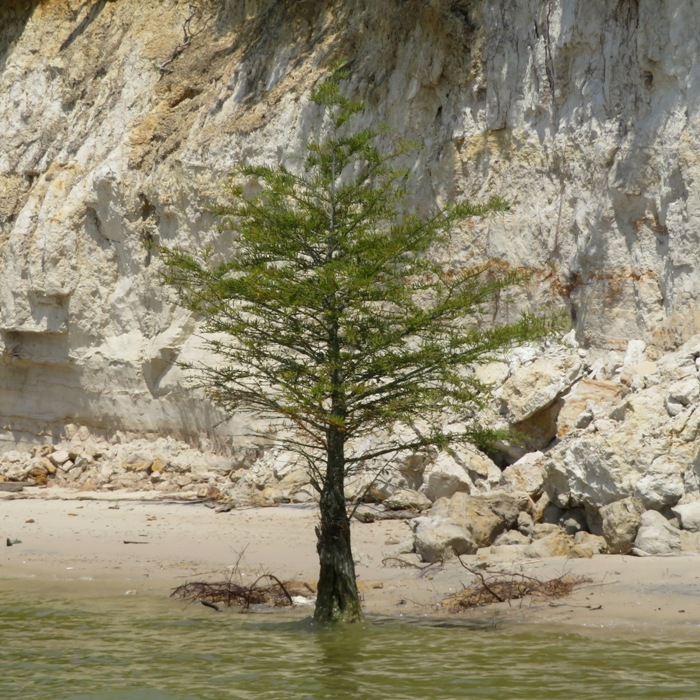 Small bald cypress tree