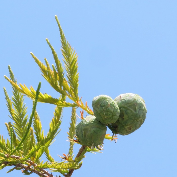 Seed pods of bald cypress