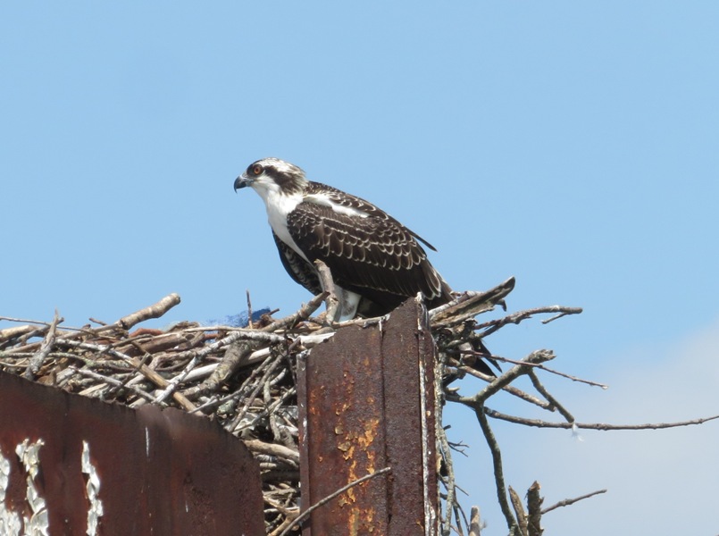 Osprey on nest