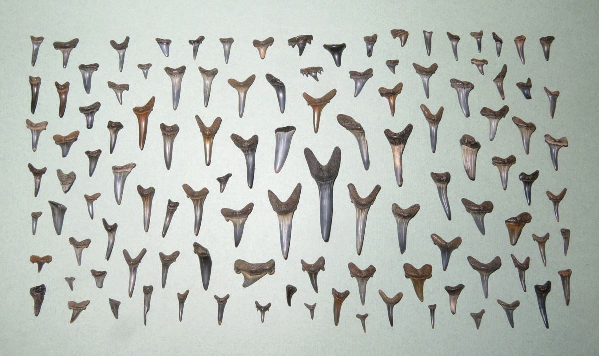 111 shark teeth