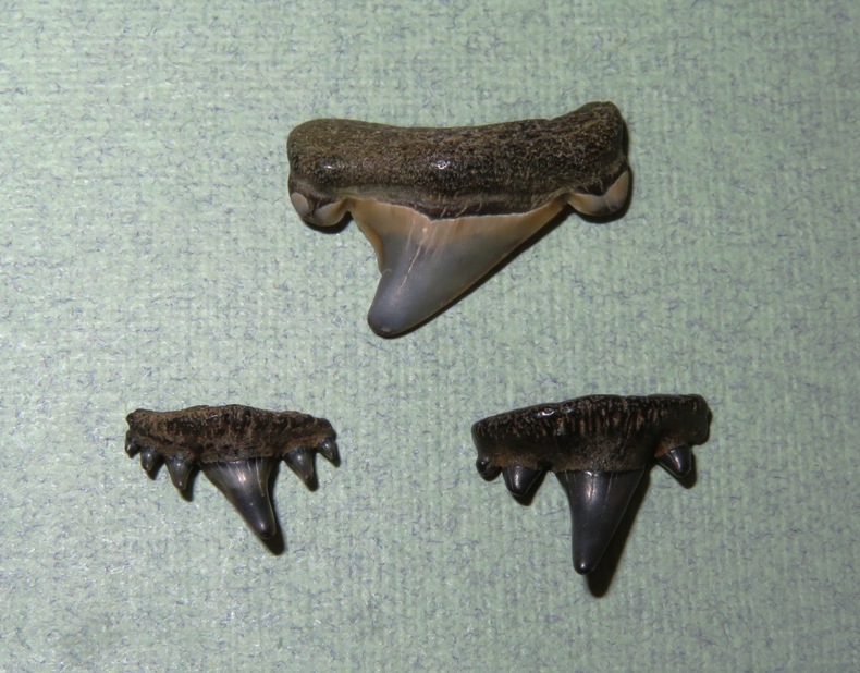 Three cow shark teeth