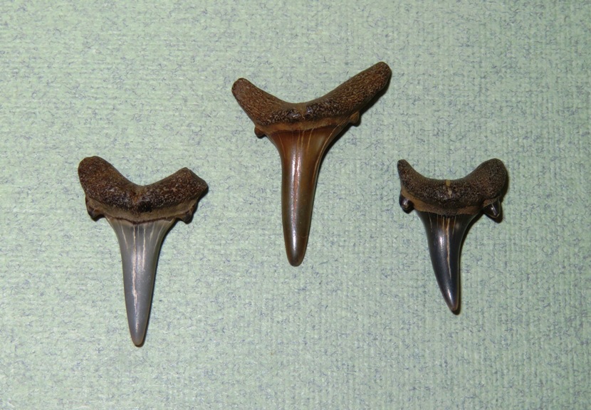 Three sand shark teeth with smaller points on sides