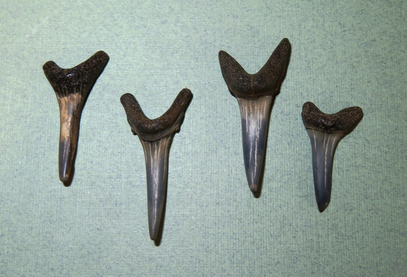 Four large teeth, possibly also from sand sharks