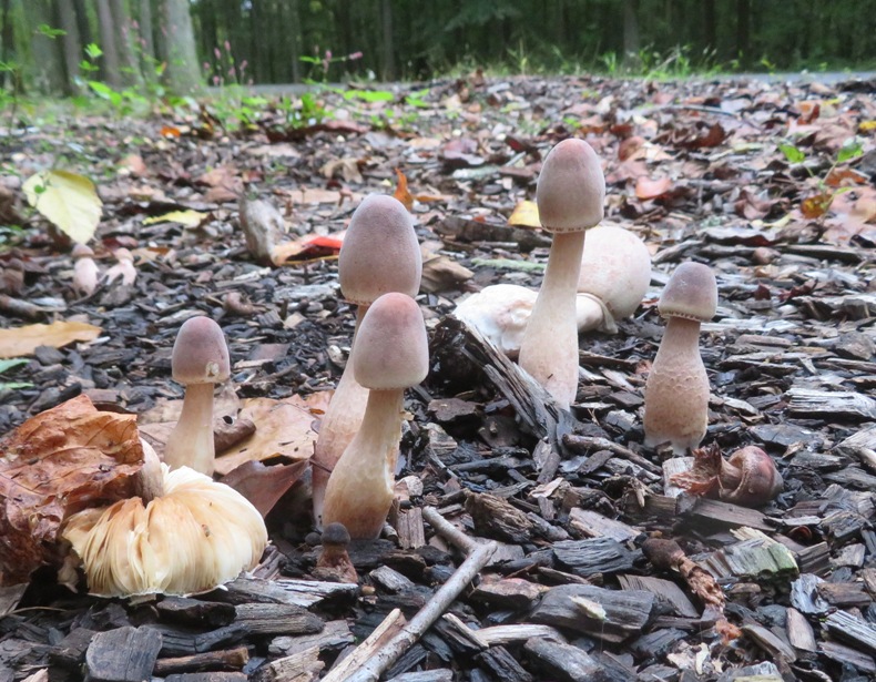 Cluster of mushrooms with light purple heads