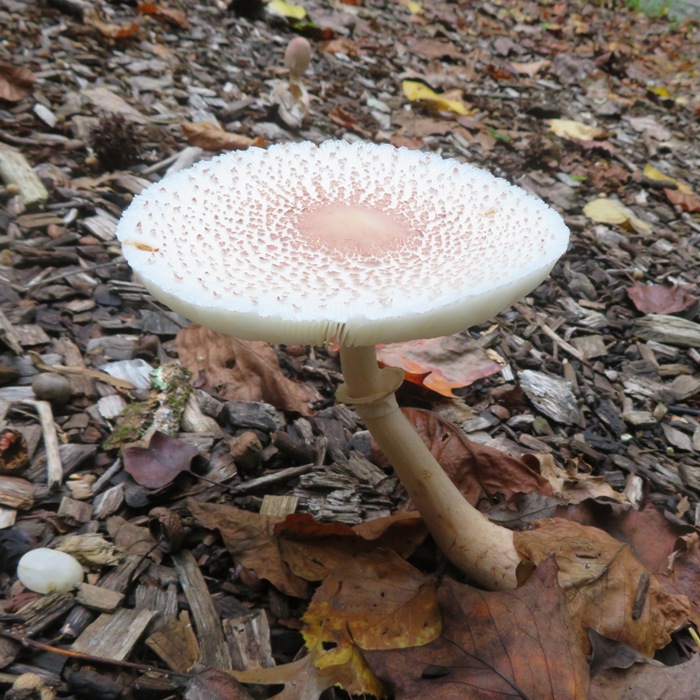 White disk-like mushroom