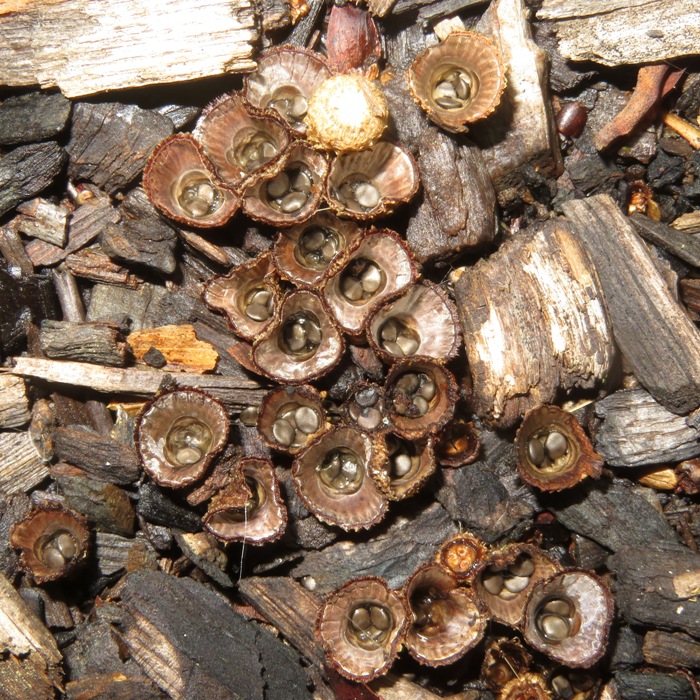 Small fungi in mulch resembling small bird's nests