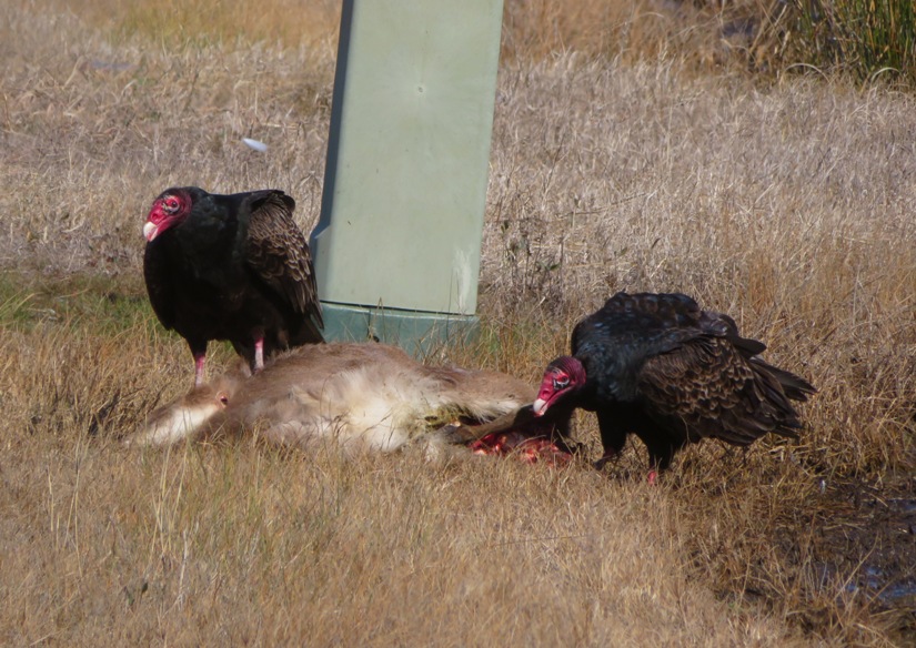 Two turkey vultures eating dead deer