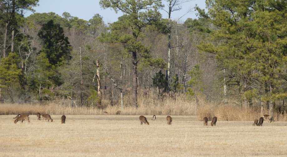 Numerous sika deer grazing