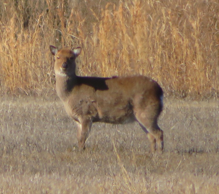 Single sika deer