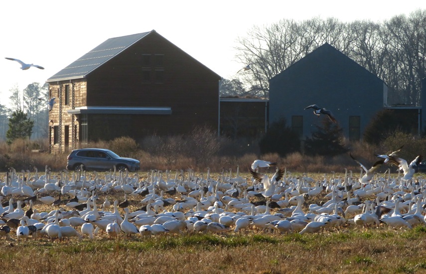 Snow geese in a field with a few buildings and a car behind