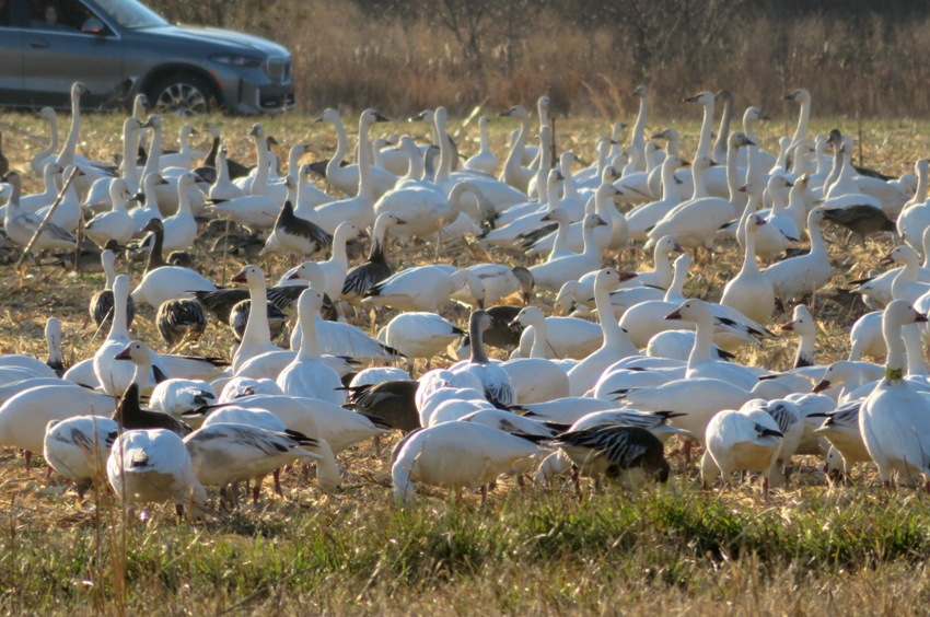 Close-up of snow geese