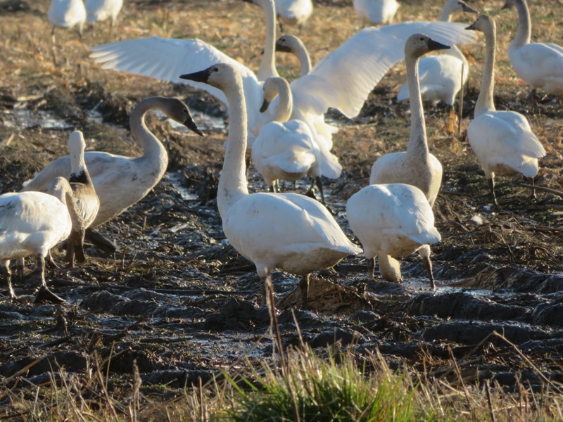 Close-up of tundra swans