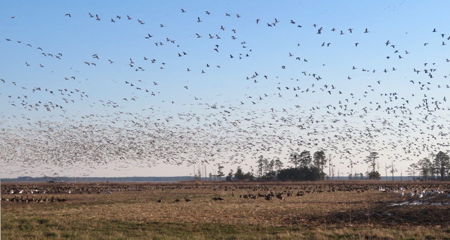 Numerous birds in flight