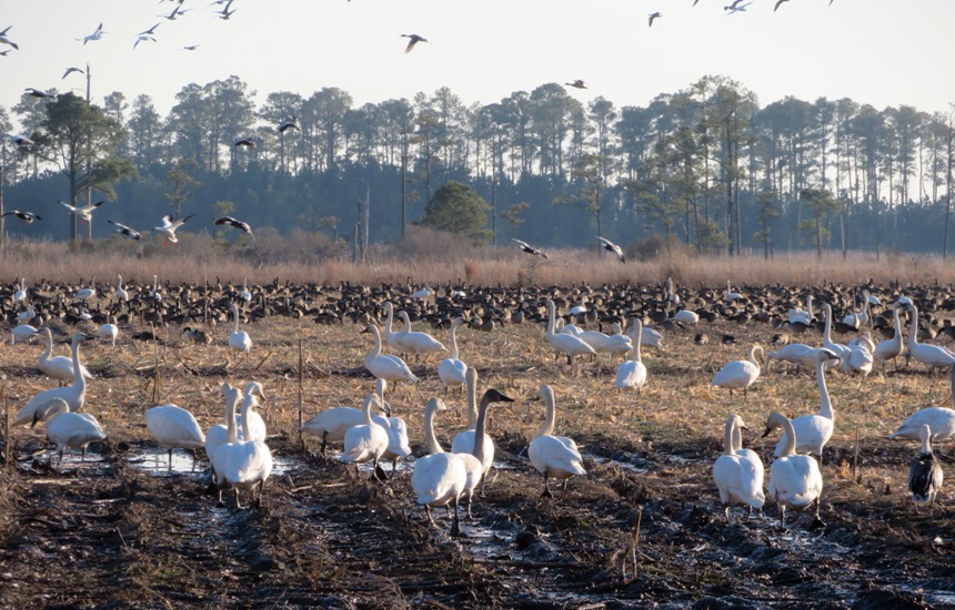 White birds in the front, Canada geese in the back